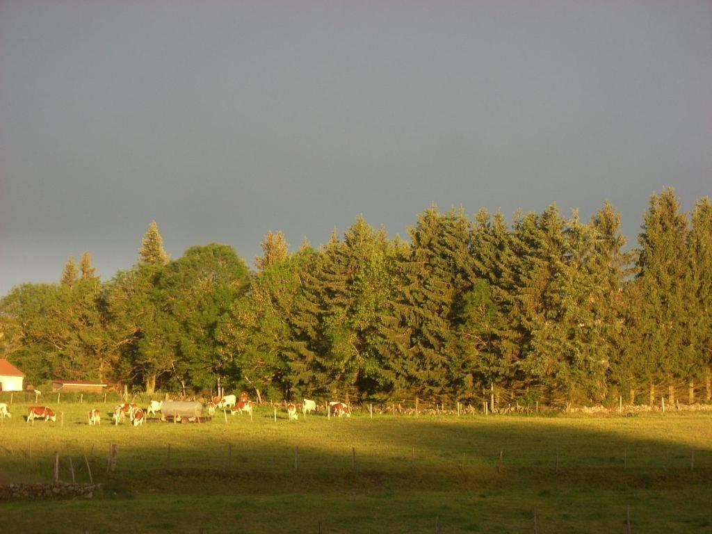 Les Roulottes De La Ferme Des Chanaux Saint-Julien-d'Ance Room photo